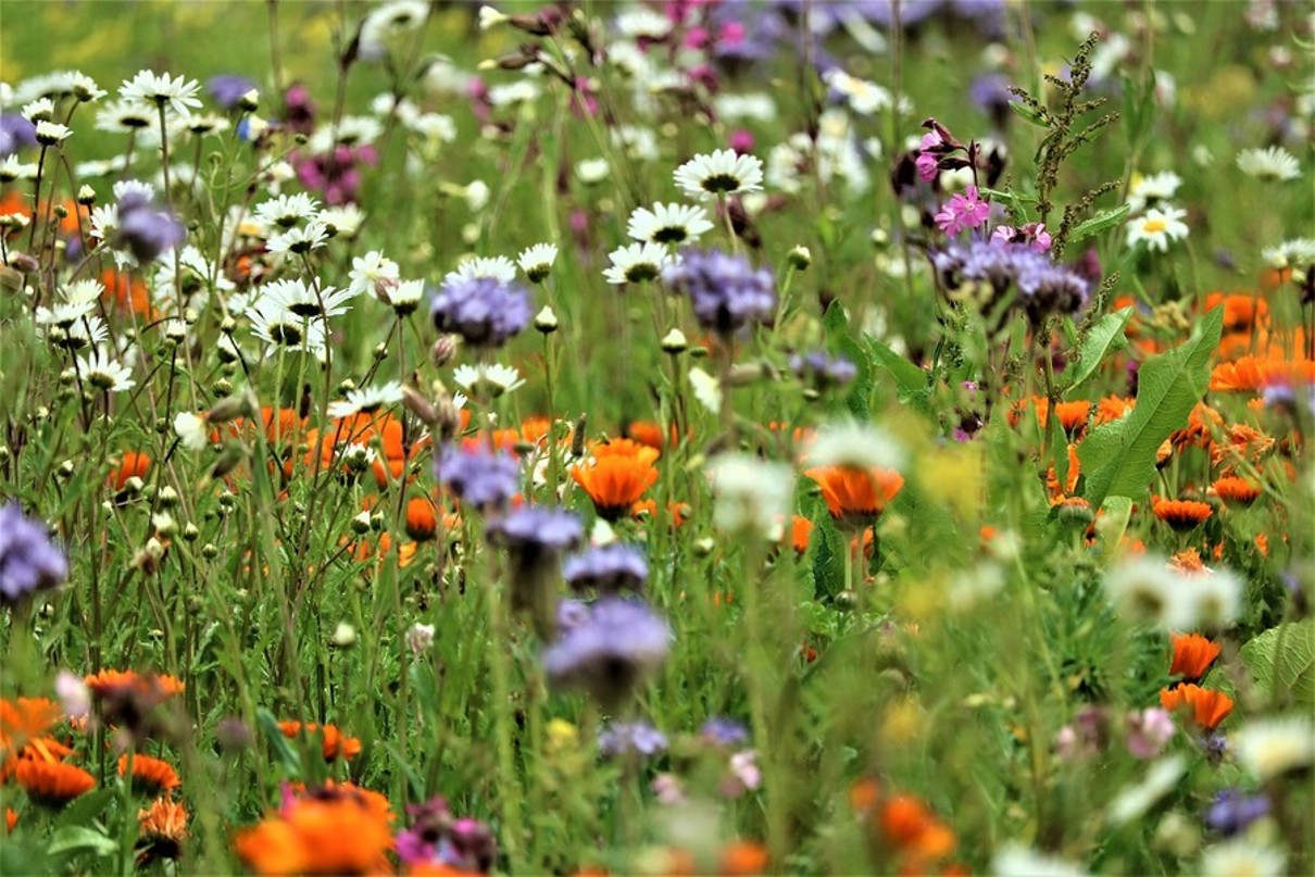 Eine blühende Blumenwiese