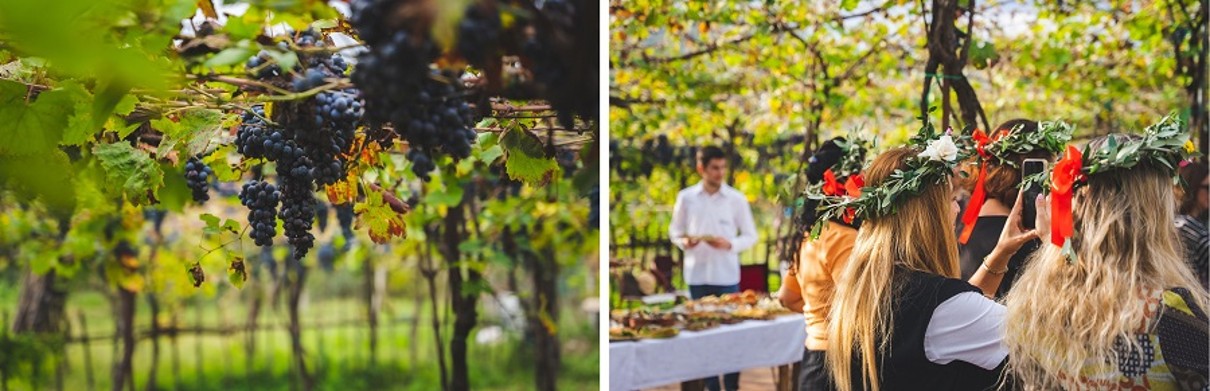 A vineyard with grapes on the left side, people on the right side wearing a flower wreath. 