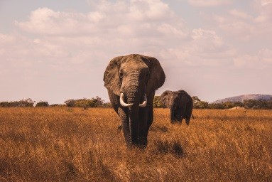 Opportunities for East Africa How local tour providers can gain a foothold on the German travel market 