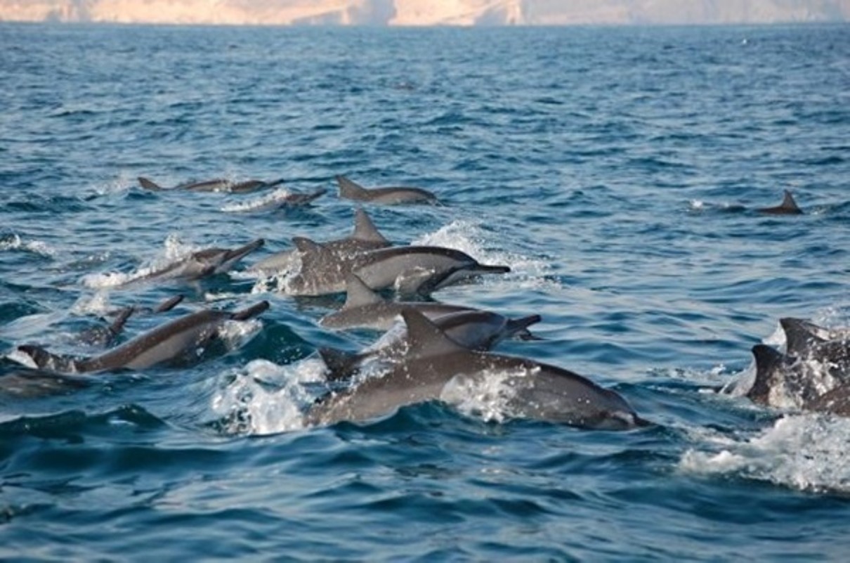 Delfin-Schoten im Meer und Küstenlinie im Hintergrund.