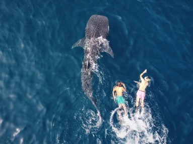 Bird's eye view of two people swimming next to a whale shark in the sea