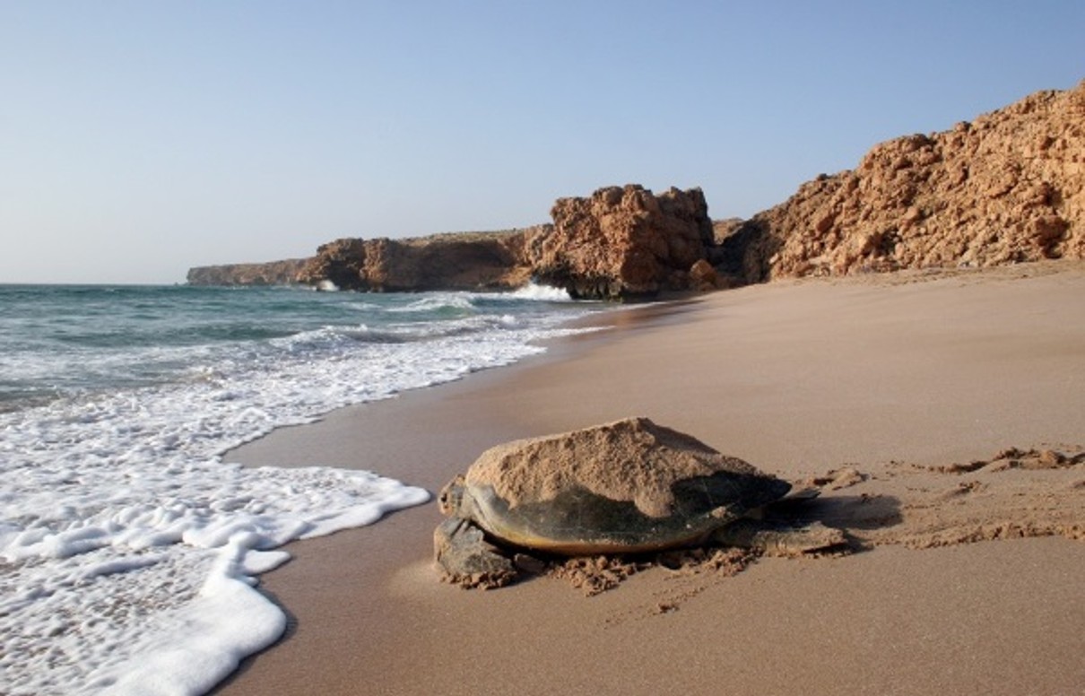Eine Schildkröte am Strand im Vordergrund, das Meer und eine Klippe im Hintergrund. 
